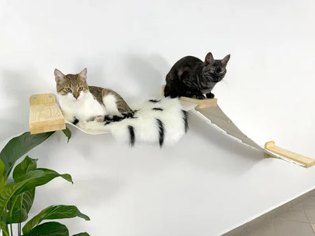 cat climbing shelves