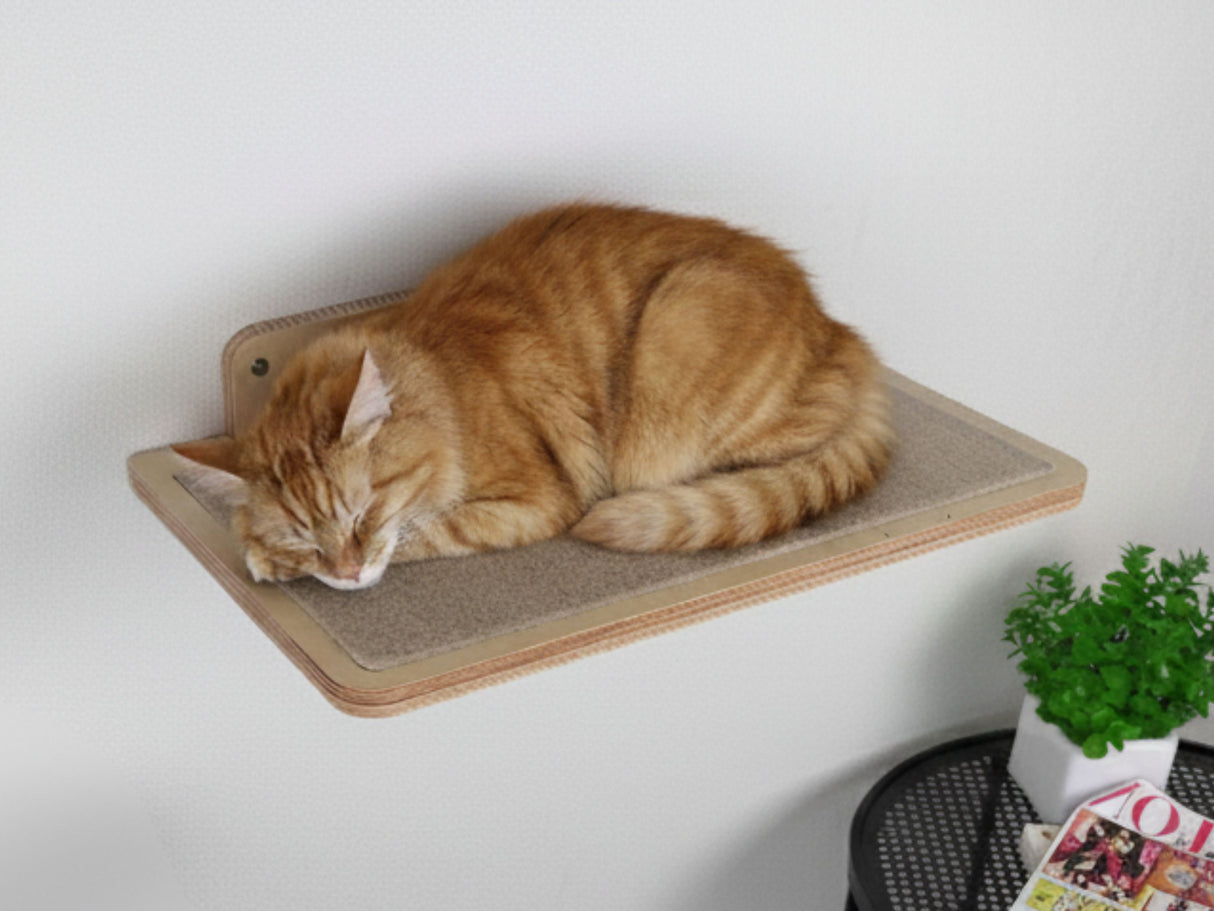 Cat sleeping on a wooden shelf against a white wall with a plant and magazine in the background.