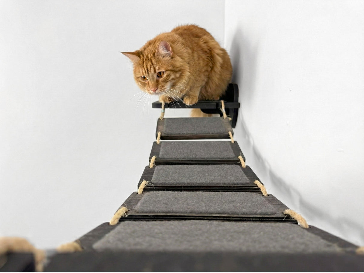 Cat climbing a gray cat tree with a white background