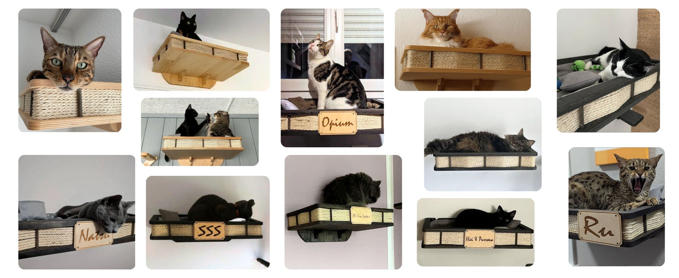 floating cat shelves