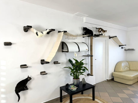 cat climbing wall