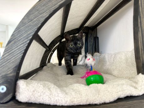 cat wall climbing