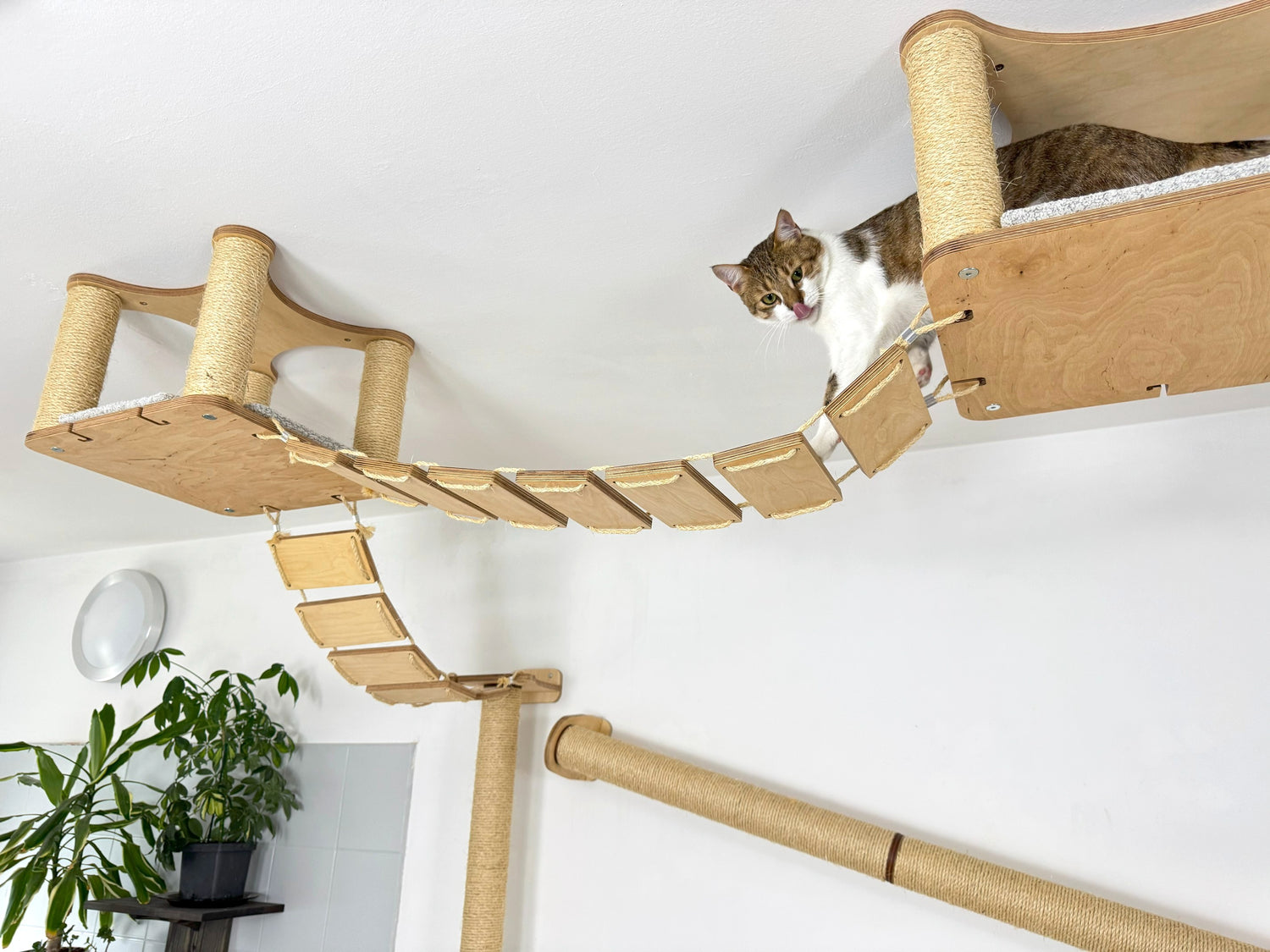 cat climbing wall