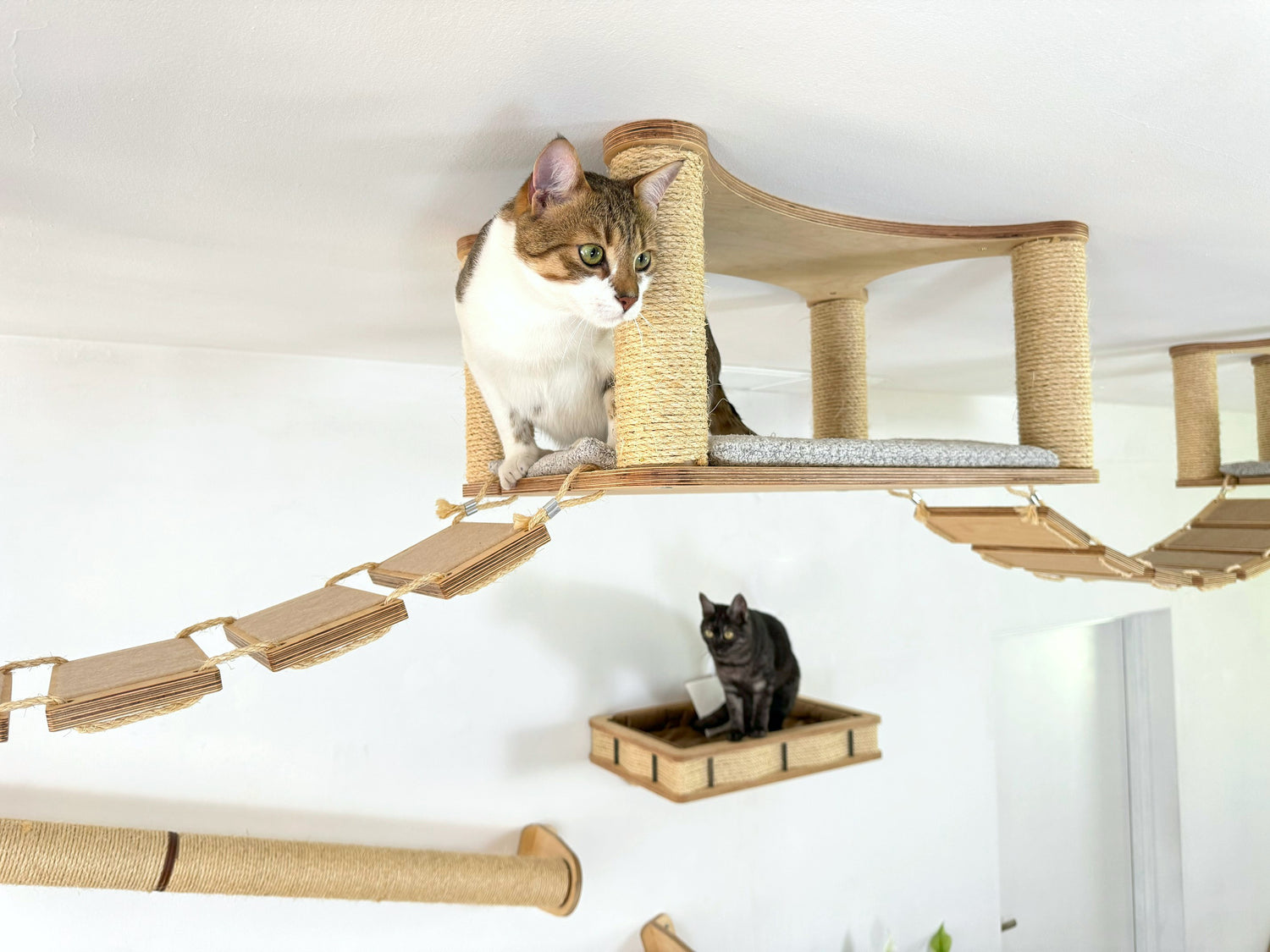 cat climbing shelves