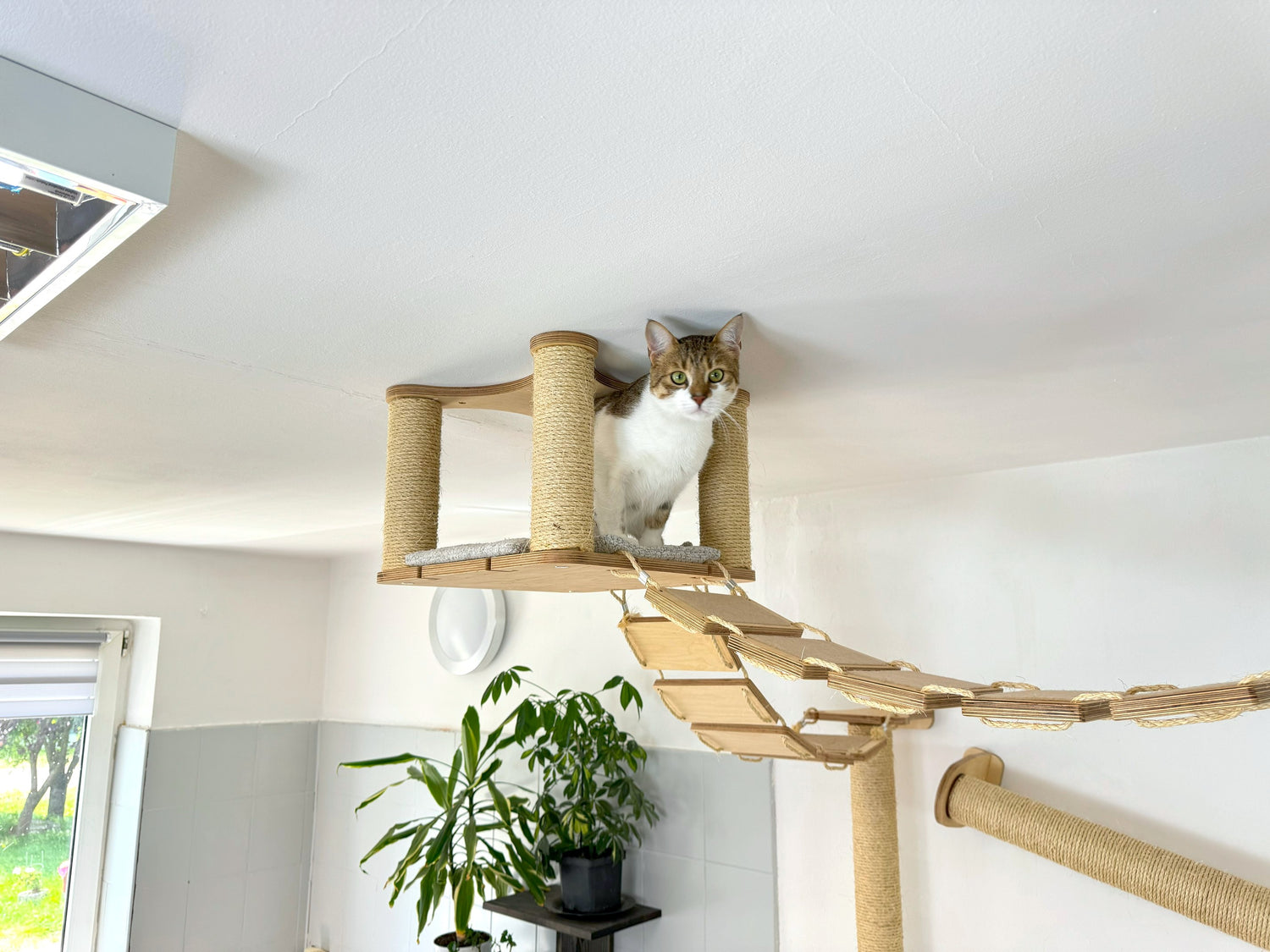 Cat Adventure Playground