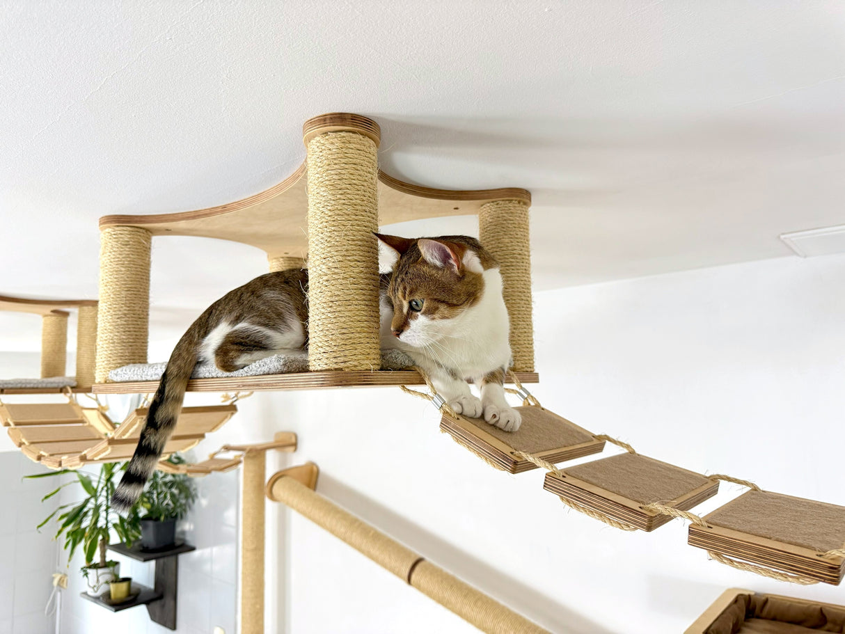 cat climbing shelves