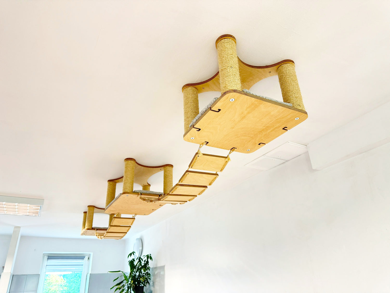 cat bridge