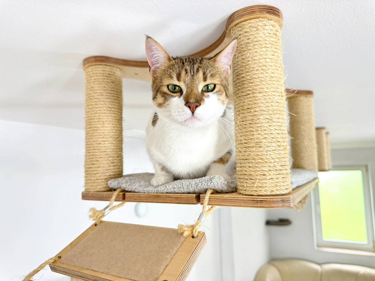 cat wall climbing systems