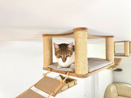 cat climbing wall shelves