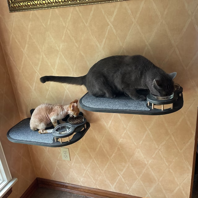 Feeding shelf for large cats, crafted from dark wood with gray carpet and two transparent glass bowls included