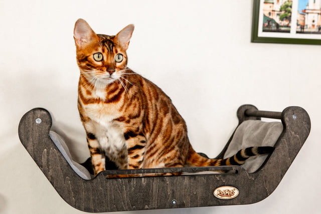 Cat sitting on a wooden cat shelf with a white wall and framed picture in the background