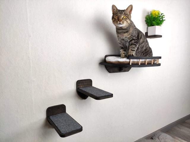 Cat sitting on a set of black cat shelves against a white wall.