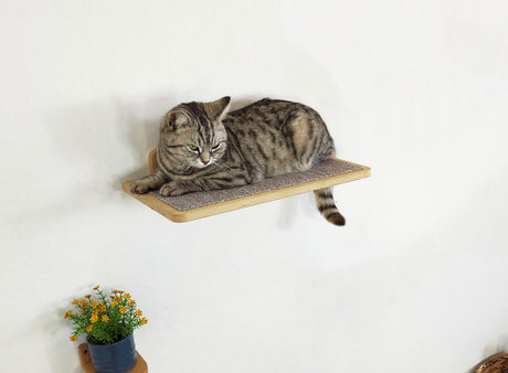 wall mounted cat shelves