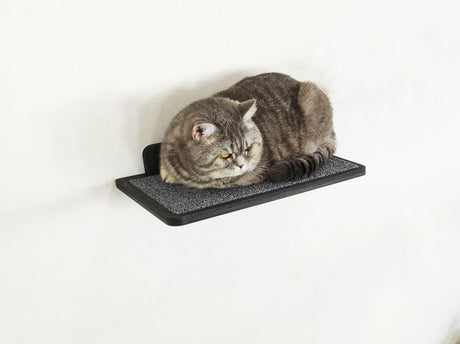 cat climbing shelves