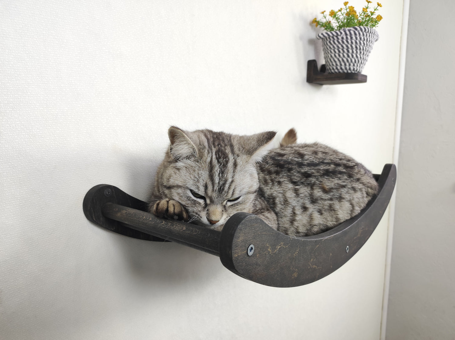 cat sleep on the wall ladder