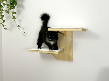 cat sleep on the wall