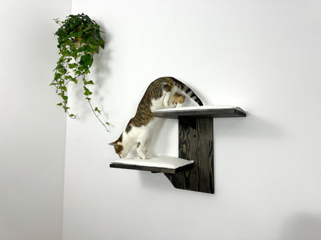 cat play on the wall