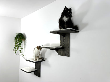 cat on the dark wall steps