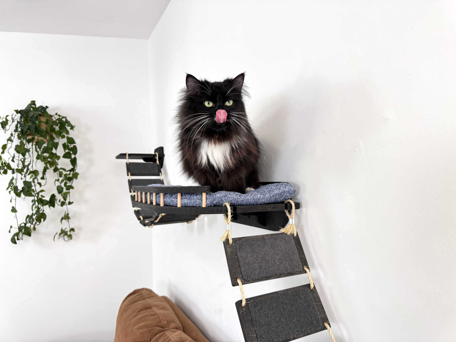 bridge cat