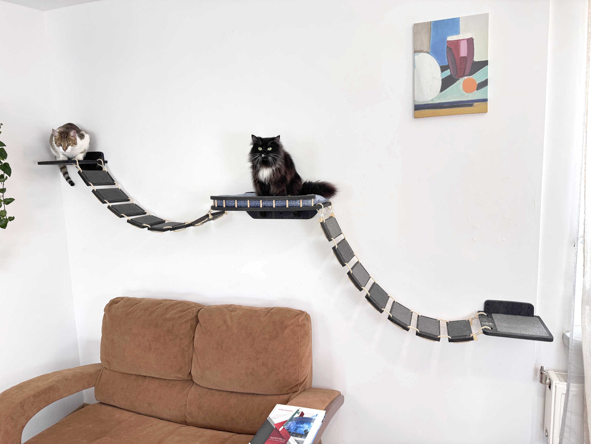 cat bridge