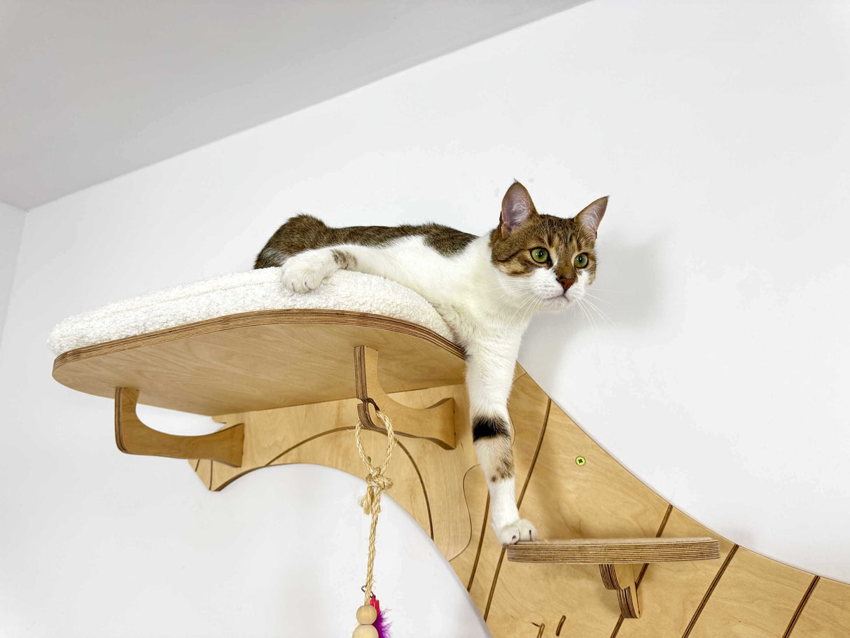 cat climbing shelves