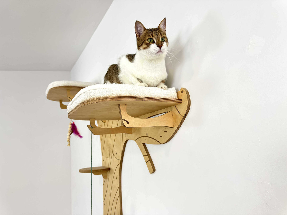 cat shelves wall