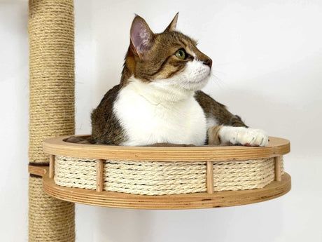 Cat sitting on a wooden cat shelf with a scratching post in the background