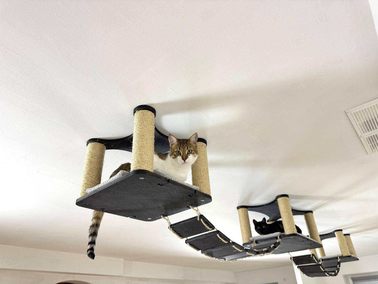 cat playground set