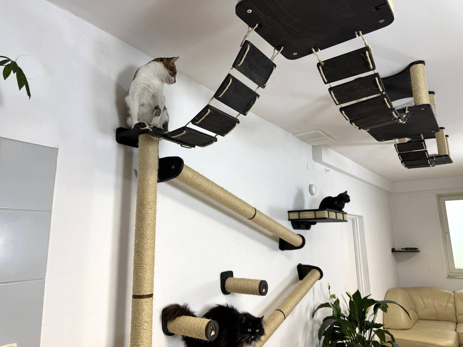 ultimate cat wall and ceiling complex
