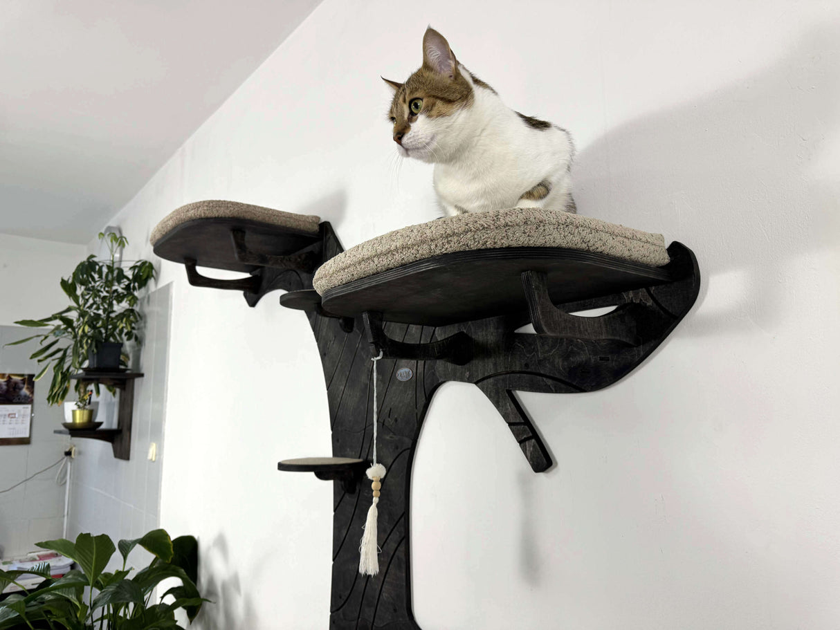Cat sitting on a black cat tree with a white wall and plants in the background