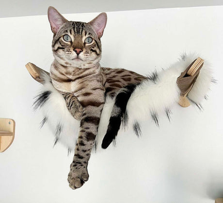 hammock for cat