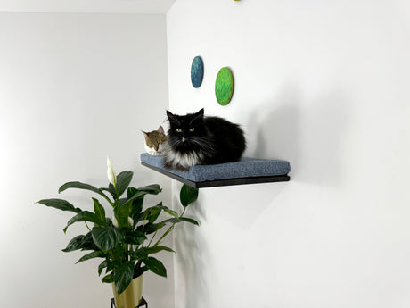 Cat Wall Shelf For Large Cats