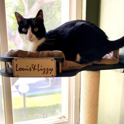 cat window wall helf and scratching post