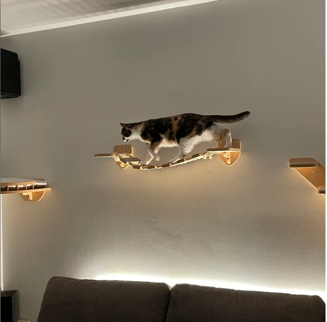 cat wall bridge