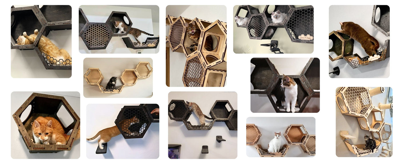 review collage hexagon cat wall sheves