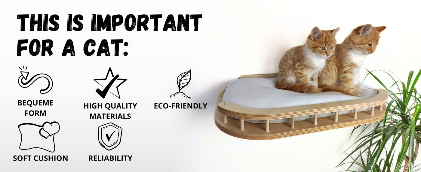 cat climbing shelves