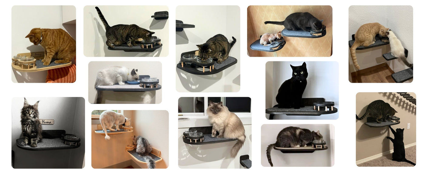 cat feeding shelves reviews