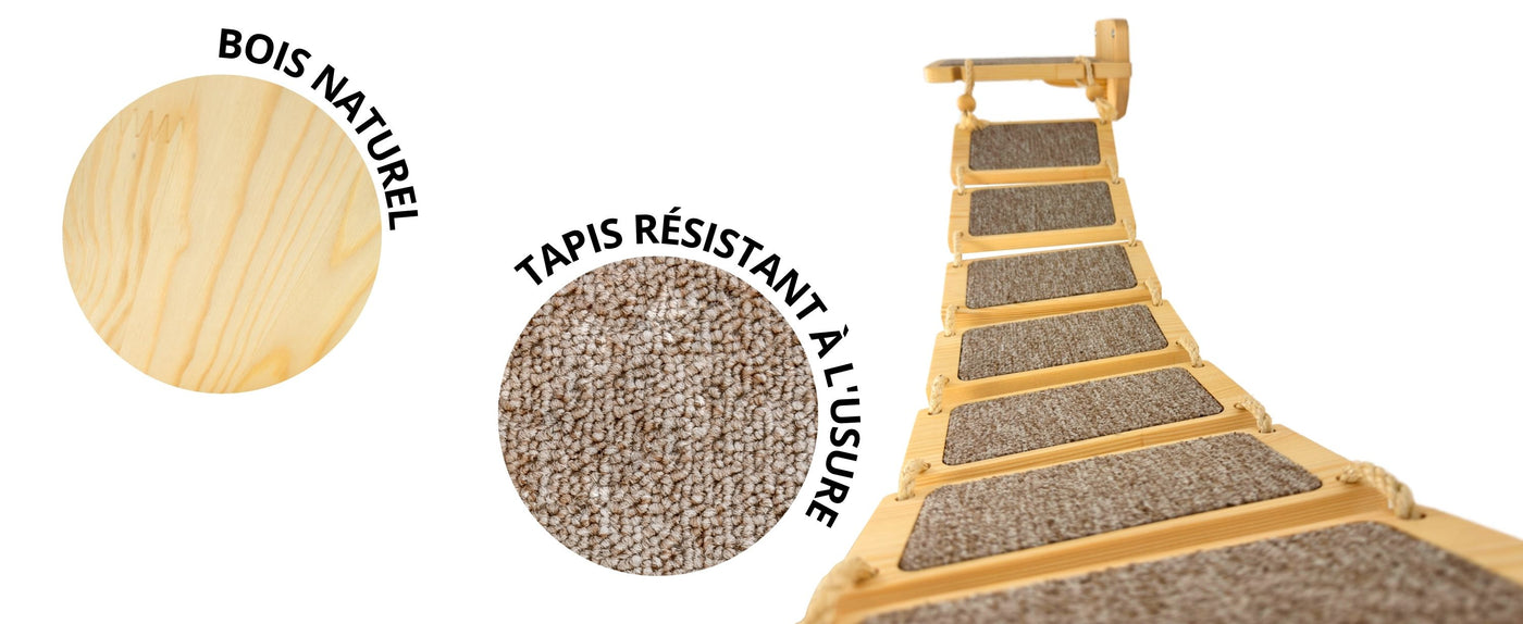 chats grimpant aux murs