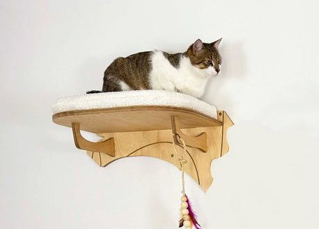 Cat sitting on a wooden cat shelf with a white background