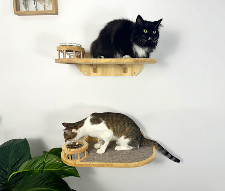 feeding two cats in cleanliness