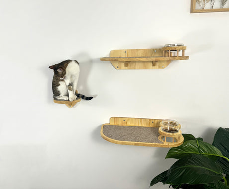 cat eat on the wall