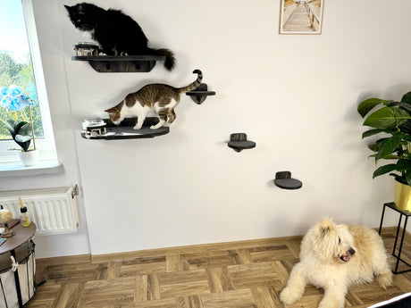 the dog prevents the cat from eating
