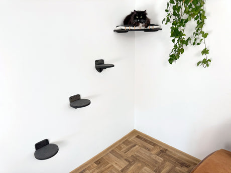 cat wall shelves