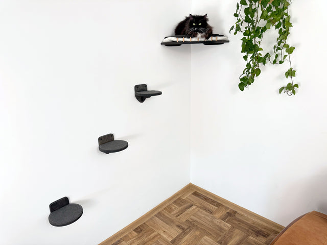 cat wall shelves