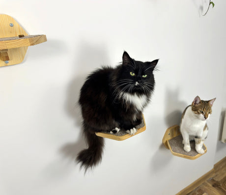 two cat on the wall