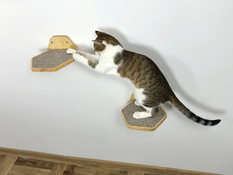 cat jump on the wall step