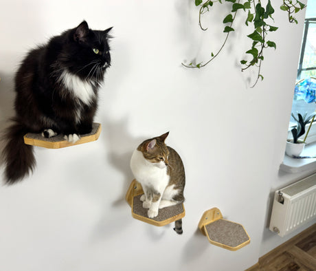 cat on the Hexgonal Wall-Mounted Cat Step