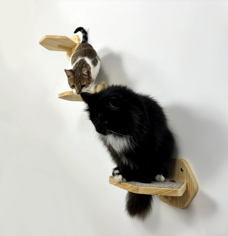 two cat play on the wall steps