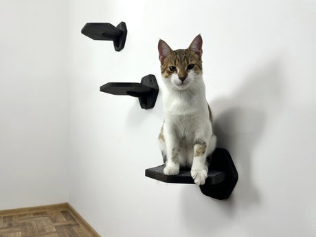 cat on the dark wood wall-mounted step