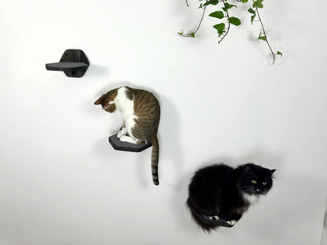 two cat on the dark wood step